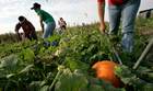 Campesinos explotados en Estados Unidos
