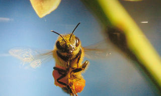 ¡Conoce la importancia de las abejas!
