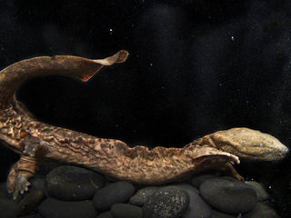 wires article whats bronx proudly displays snot otters wires article whats bronx proudly displays snot otters