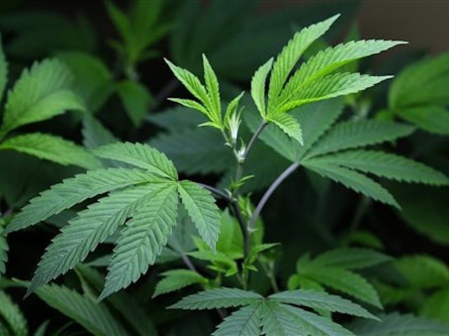 Church cookies tested positive for pot chemical