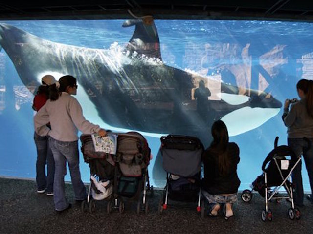 SeaWorld ends orca breeding
