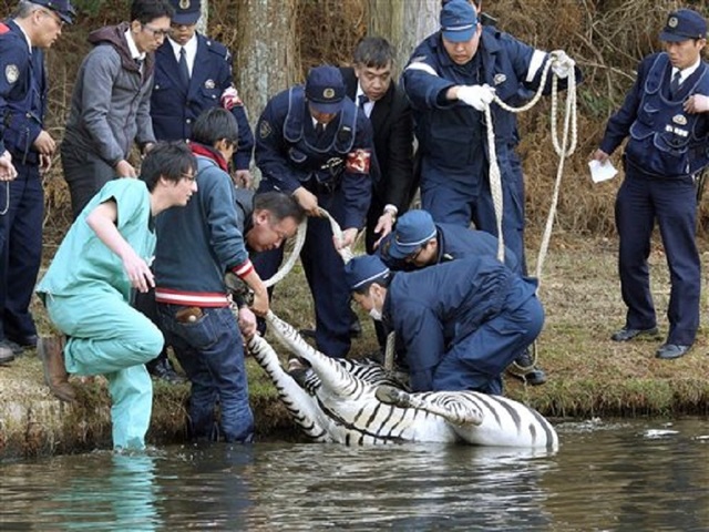 Zebra loose in Japan golf course dies in lake