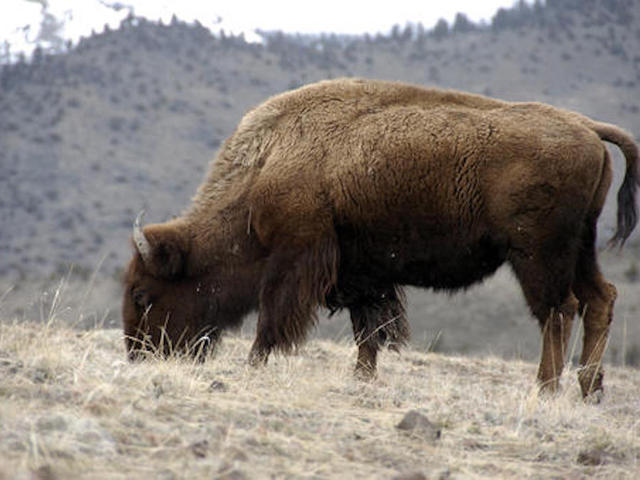 Bison_1461887157507_37189679_ver1.0_640_480.jpg