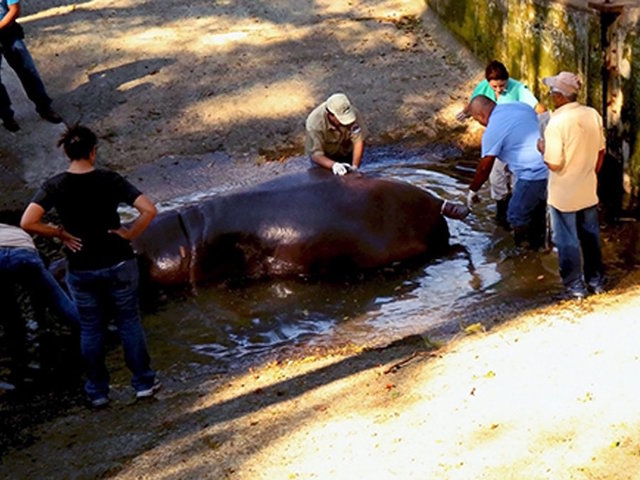 Hippo dies at zoo after 'cowardly and inhumane' attack