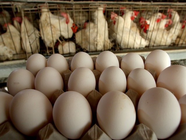Bird flu found at commercial chicken farm in Tennessee, USDA says
