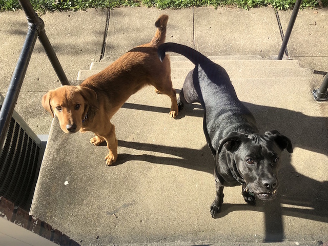 Study: Owning a dog reduces risk of cardiovascular disease