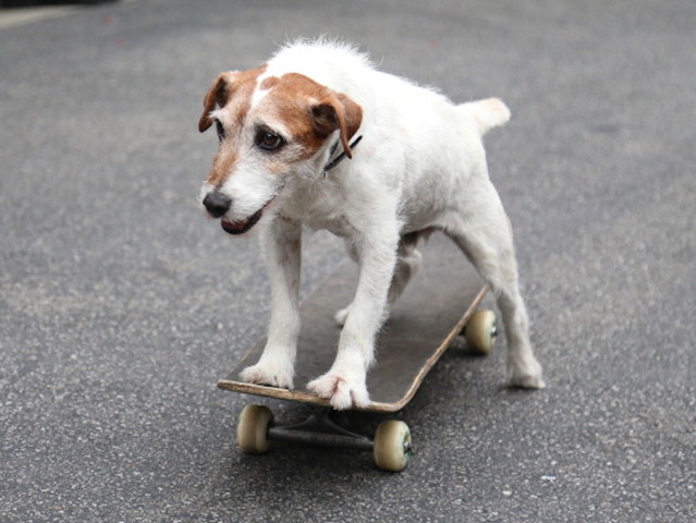 What you should know before buying gifts for your pets