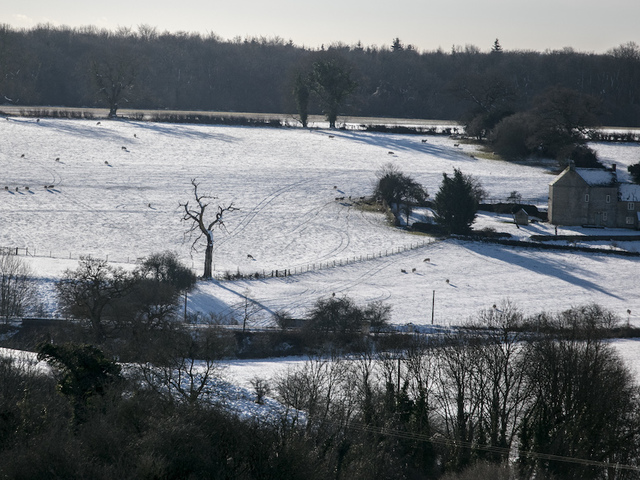 Deadly cold temperatures kill 8 puppies in Illinois