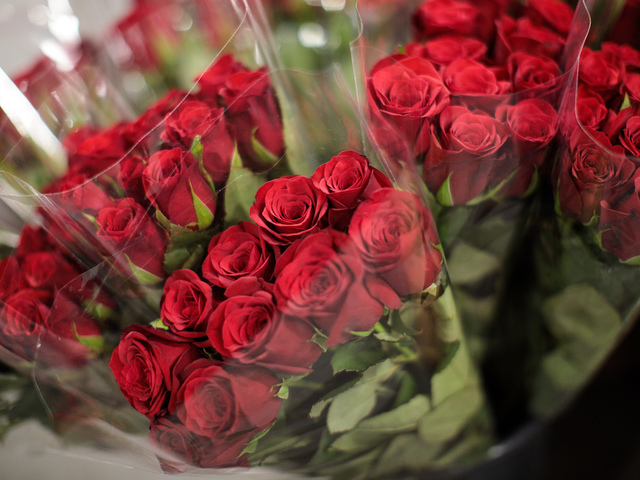 Single on Valentine's Day? Here's how you can spread the love around