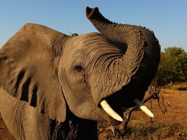 Trump admin to allow elephant trophy imports on 'case-by-case' basis