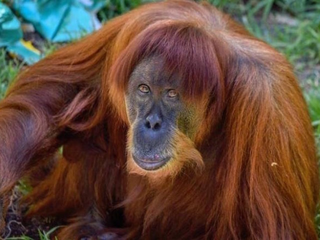 Puan, world's oldest known Sumatran orangutan, dies at age 62