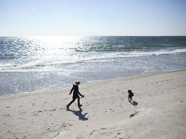 Florida dog owner warns others after beloved pooch dies from saltwater poisoning